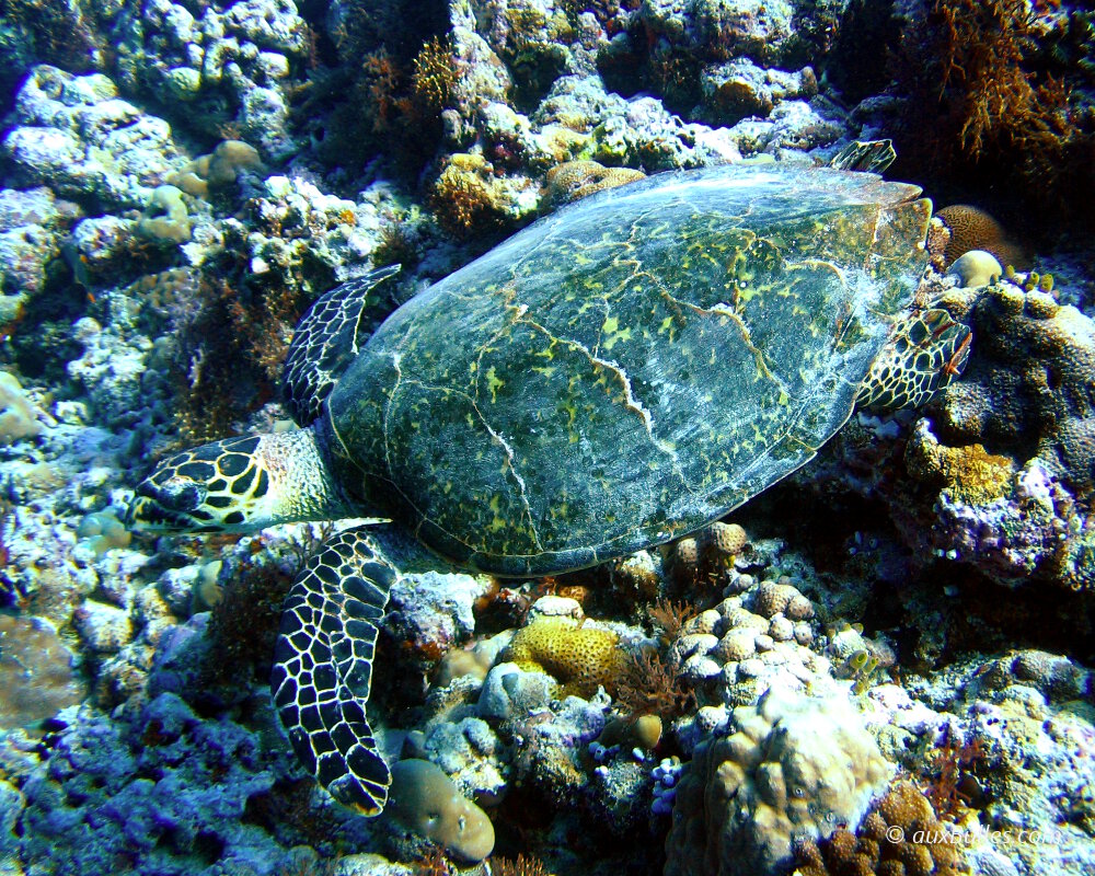 La tortue de mer verte est une des espèces de tortues de mer La tortue de mer verte est une des espèces de tortues de mer