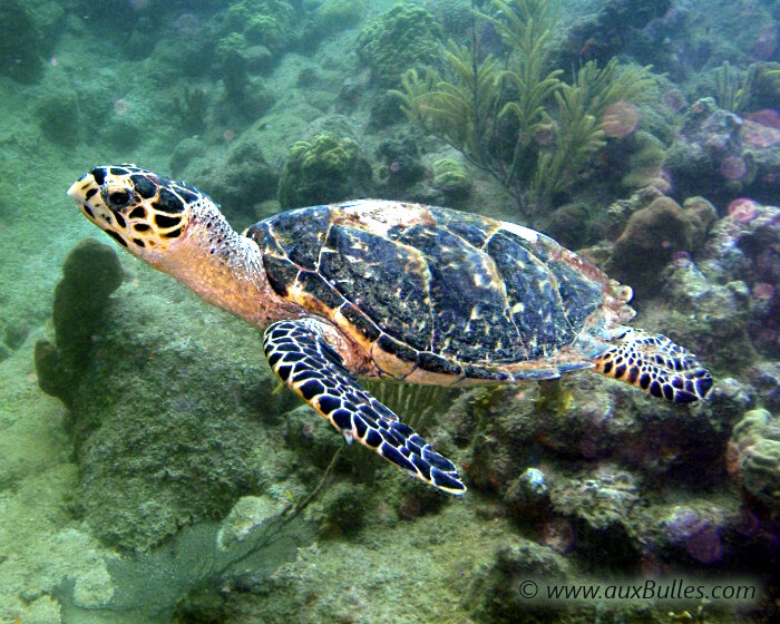 La tortue imbriquée semble voler comme en apesanteur La tortue imbriquée semble voler comme en apesanteur