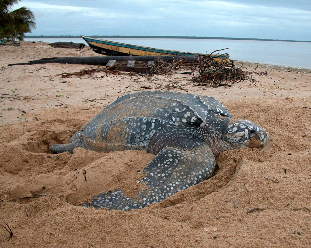 Une tortue luth pond ses oeufs et les enfouit dans le sable sur une plage