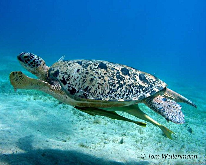 Une tortue verte en compagnie de fidèles rémoras !