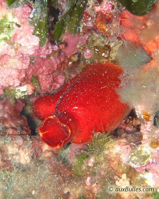 Les tuniciers avec un représentant caractéristique, l'ascidie rouge gonflée comme une outre Les tuniciers avec un représentant caractéristique, l'ascidie rouge gonflée comme une outre