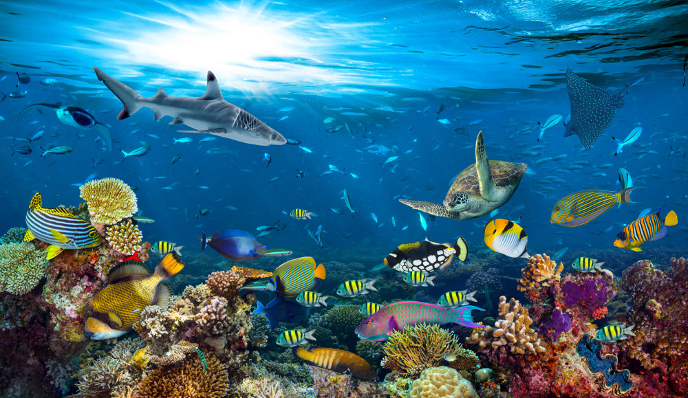 Explorez l'incroyable biodiversité de la vie marine ! Explorez l'incroyable biodiversité de la vie marine !